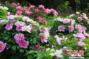 牡丹花色彩缤纷，究竟都有哪些颜色呢