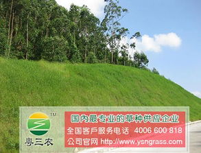 土壤检测：找到适合的草种