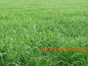 冬天撒草种， 低温环境下的挑战