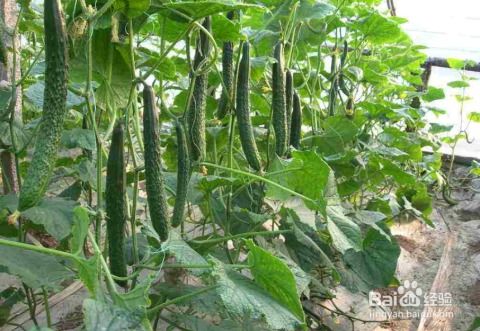 黄瓜种植中，如何科学合理地追肥