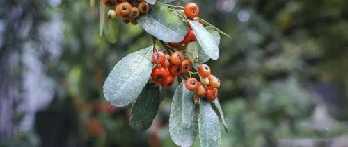 食用开发：美味又营养