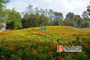永州植物园的技术员分享诀窍：用指甲轻划茎秆