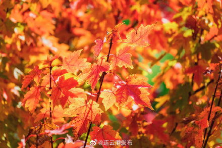 秋风起， 红叶舞