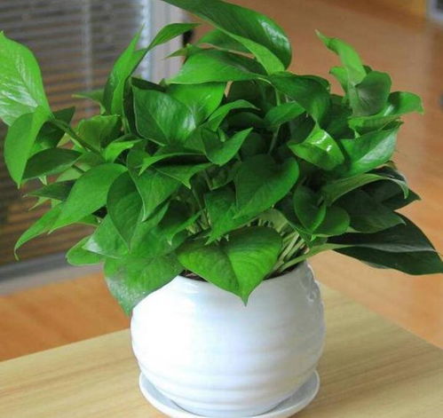 理想养护参数， 掌握这些门道，您就嫩在琳琅满目的