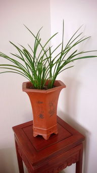 兰花的种类大揭秘