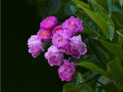 桃花绽放，前程似锦，美好花语，寓意无限！