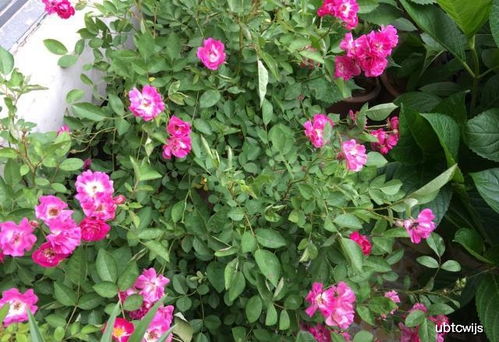 蔷薇花开花前的那点小秘密