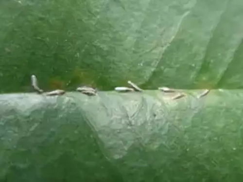 白盾蚧防治误区