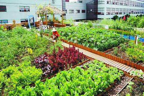 夏日上海菜园，这些菜Zui适合种植！