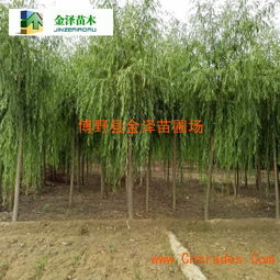 网上宁夏苗木公司，哪家强？