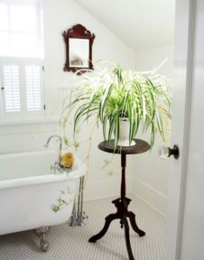 二、宿舍里养什么植物比较好？