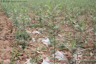 种子使用量的选择