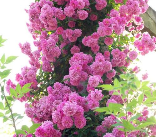 养护管理：让蔷薇绽放