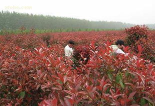 寻找成dou红叶石楠球小苗的奇幻之旅