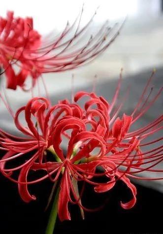 曼珠沙华是彼岸花吗？白色的彼岸花是什么花