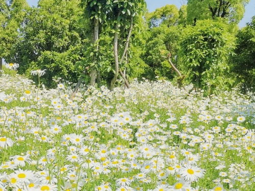 四、 蓝雪花——清凉的蓝色风暴