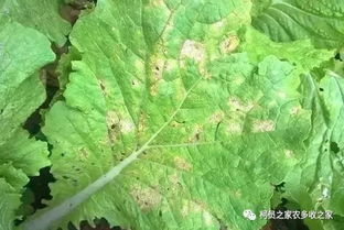 防治范围：多才多艺的甲霜百菌清