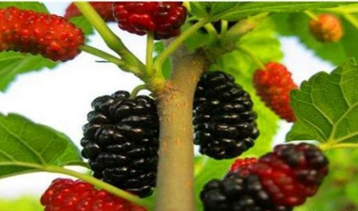 桑葚玫瑰茶——保湿神器