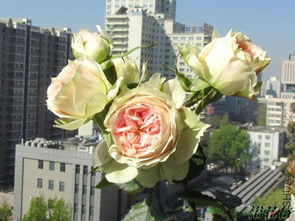 夏日羊绒Pompon Veranda月季品种的绒球花环，门廊装饰新宠？