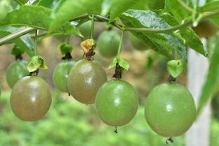 防寒防冻， 冬日的百香果守护秘籍