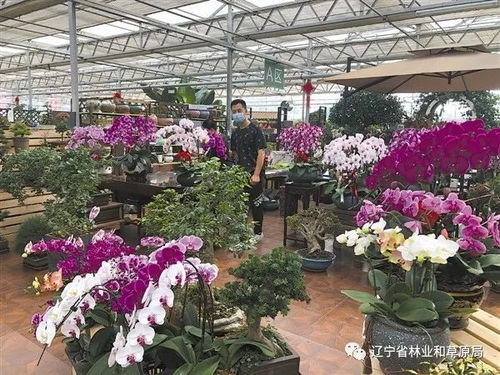 龙华花卉一条街探秘：花卉爱好者的天堂