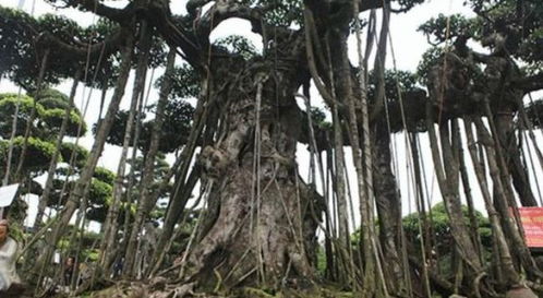 棕树种催芽育苗全流程是怎样的？