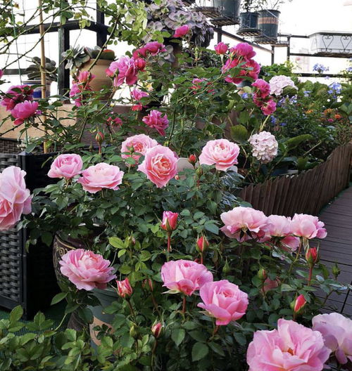 月季花不开花的原因与解决方法