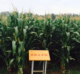 玉米棒子的成长