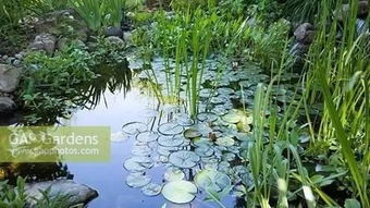 香蒲棒：自然的馈赠与家居的邂逅