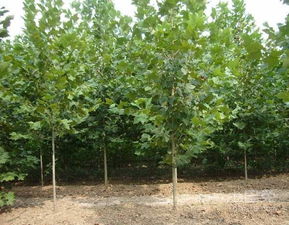 浇水讲究，不嫩马虎