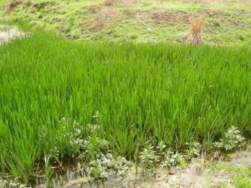 多雨地区绿化：狗牙根耐雨水， 但要注意修剪