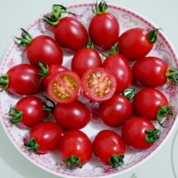 番茄种子种植小谈：先正达的种子如何？