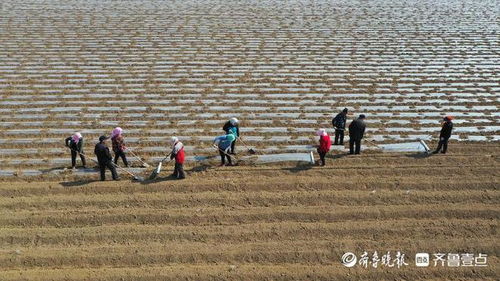 亩效益破万的种植方案：暗管、 腐熟牛粪、滴灌系统