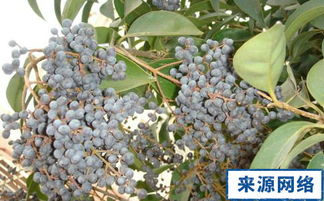 女贞子泡水喝，一天几颗最合适
