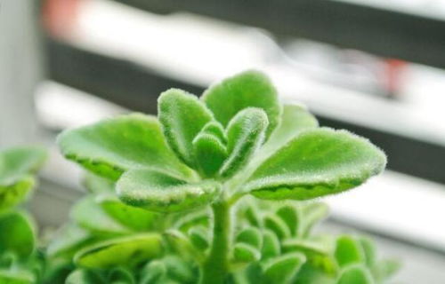 耐水湿植物品种大盘点