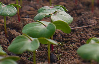 第一步：选择合适的药剂