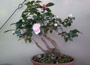 茶花种子种植要点