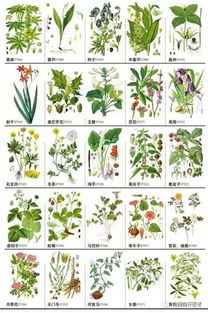 中草药种植加盟，财源滚滚乐翻天！