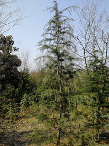 电信星卡月租19元，真的吗？