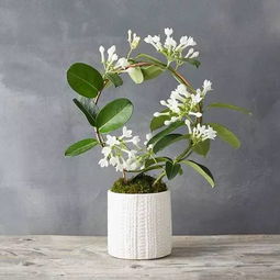 驱蚊植物大盘点，哪种最适合放在卧室里