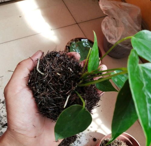 红掌在哪个季节进行换盆最为适宜，何时是换盆的最佳时期