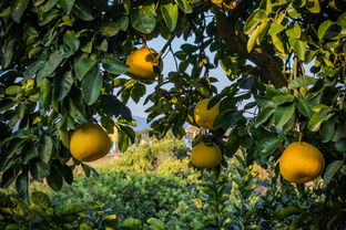 关键种植技术与经济效益分析