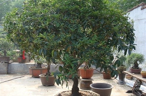 第四步：修剪后的保养