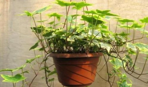 修剪技巧：剪除不良生长叶片