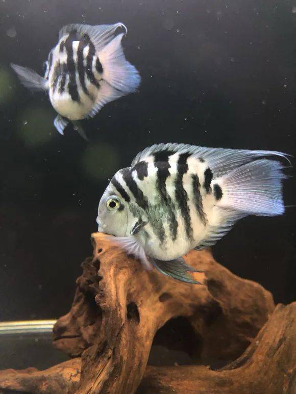 宝蓝鹦鹉鱼条纹什么样，迷你鹦鹉身上的黑色条纹变浅，这是否意味着其遗传基因发生了变化？