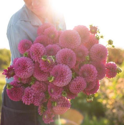 紫色，神秘的花