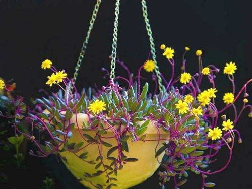 一、紫花醉鱼草