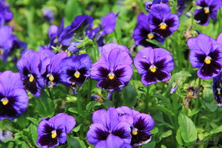 开蝴蝶状花朵的花种大盘点