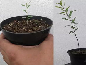 荸荠盆栽如何种植？适合哪些土壤