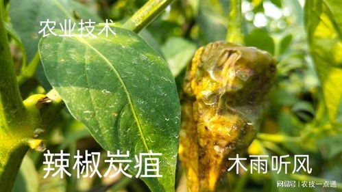 治疗油茶黄叶病，使用哪种农药效果最佳
